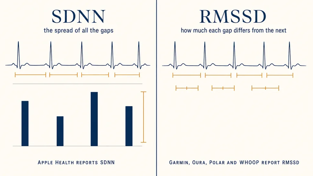 The same heartbeat trace measured two ways: SDNN as the spread of all the gaps, RMSSD as how much each gap differs from the next.