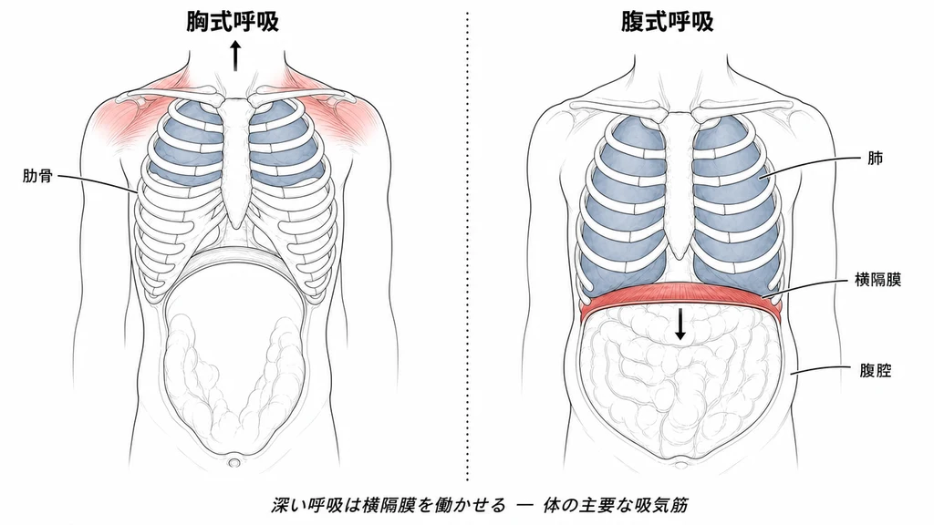 胸式呼吸と腹式呼吸を比較する 2 パネルの正面解剖図。左パネル:胸式呼吸の状態で、肋骨が挙上し、横隔膜はほとんど平坦化せず、上肺葉のみが拡張、胸上部の赤い領域は補助呼吸筋の過剰使用を示す。右パネル:腹式呼吸の状態で、肋骨は安静位、横隔膜が明確に下方へ平坦化し、全肺葉が拡張、腹部が緩やかに前方へ膨らみ、横隔膜の赤い領域はそれが主要な吸気筋であることを強調する。4 つの解剖学的ラベル:横隔膜、肺、肋骨、腹腔。