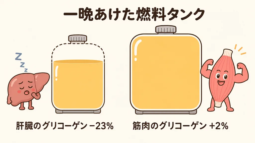 一晩寝た後の2つの燃料タンク：小さい肝臓のタンクは約2割減（−23%）、大きい筋肉のタンクは満タンのまま（+2%）。